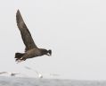 Flesh-footed Shearwater